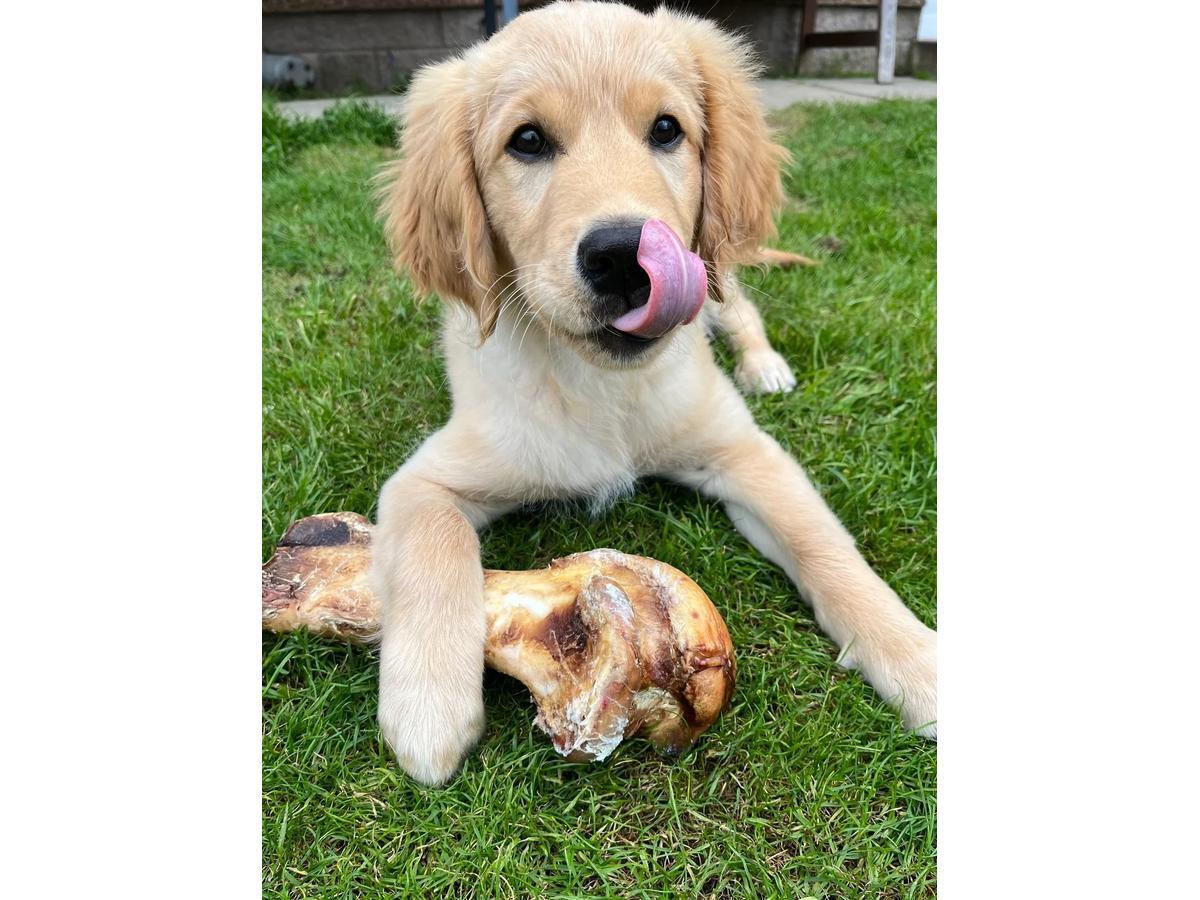 JR Pet Products Large Ostrich Bone