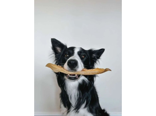JR Pet Products Premium Moon Bone (no actual bone)
