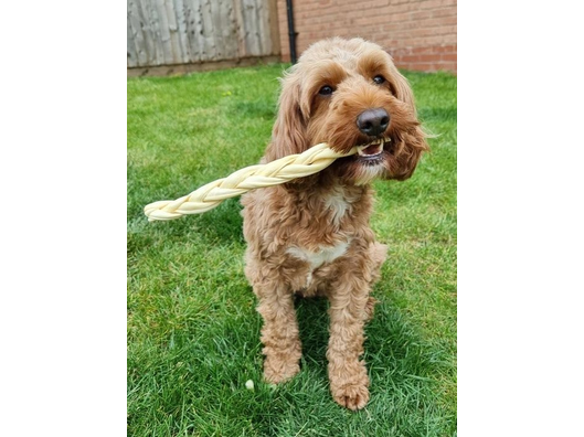 JR Pet Products Braided Lamb 30cm - Loose x 1