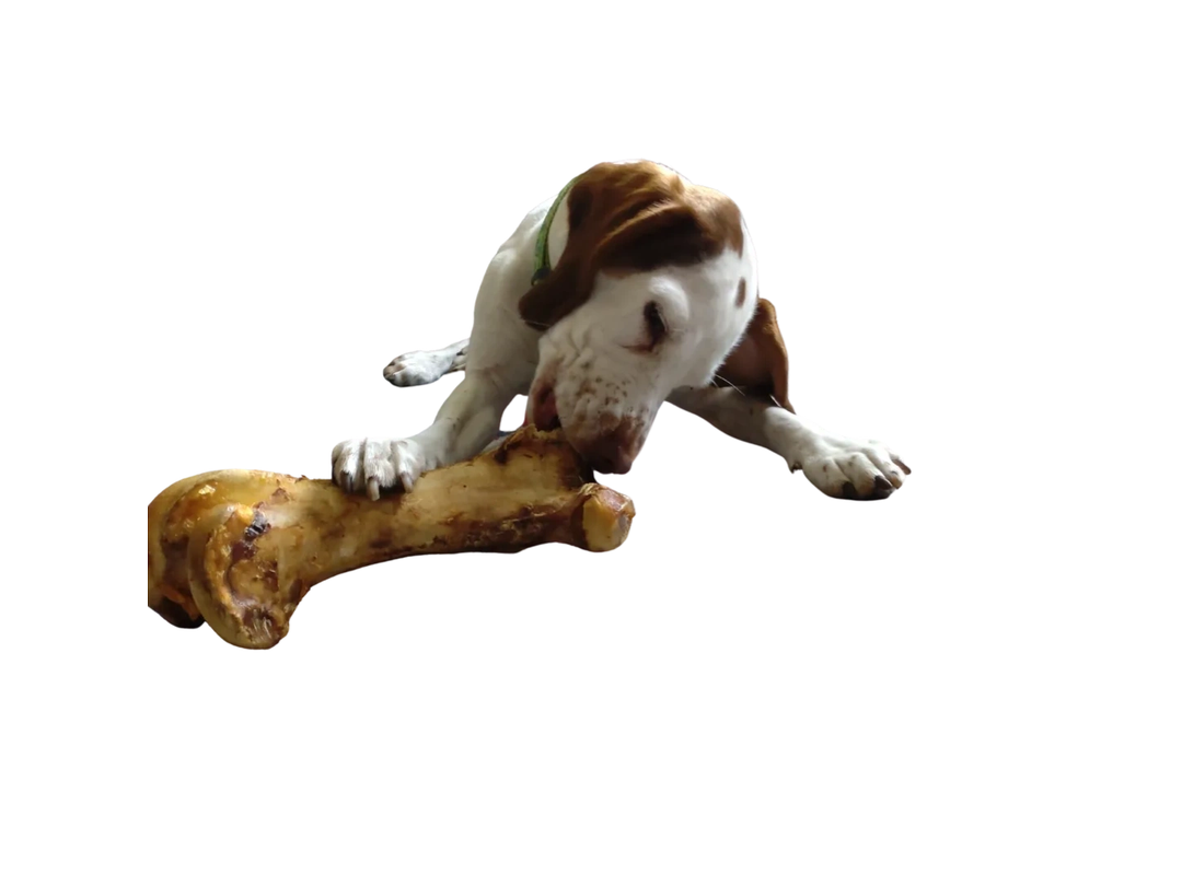 JR Pet Products Large Ostrich Bone